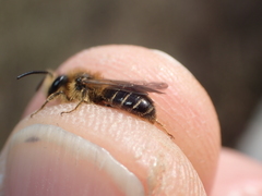 Andrena dorsata