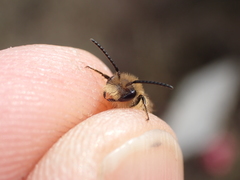 Andrena dorsata