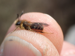 Andrena dorsata