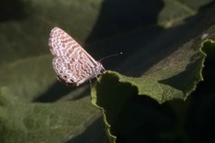 Leptotes trigemmatus