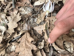 Erythronium albidum