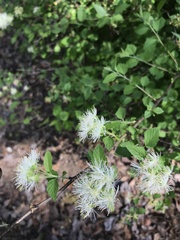 Fothergilla gardenii