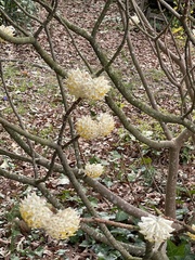 Edgeworthia