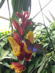 Riodinidae