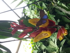 Riodinidae