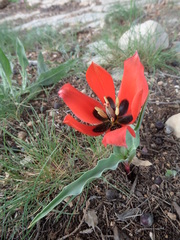 Tulipa agenensis