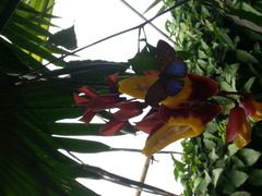 Riodinidae
