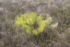 Cyclopia sessiliflora