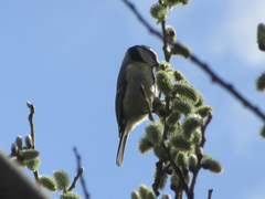 Cyanistes caeruleus
