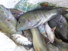 Herichthys pantostictus