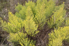Cyclopia sessiliflora