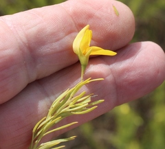 Cyclopia sessiliflora