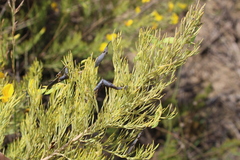 Cyclopia sessiliflora