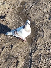 Columba livia domestica