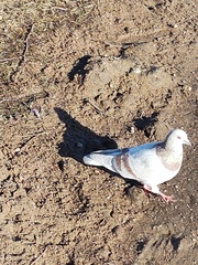 Columba livia domestica