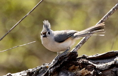 Baeolophus bicolor × atricristatus