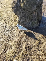 Columba livia domestica