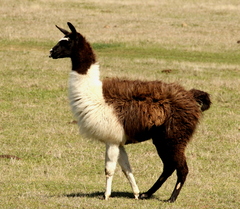 Lama