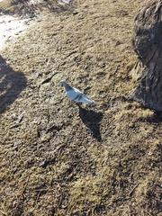 Columba livia domestica