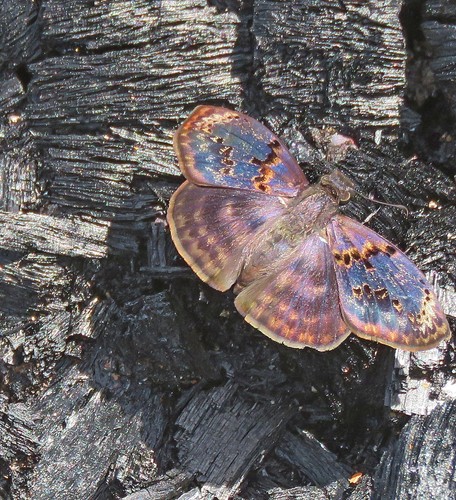 Slaty Skipper
