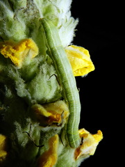 Agrochola humilis