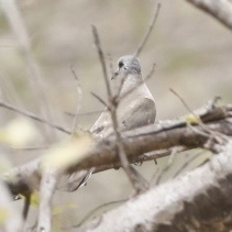 Turtur abyssinicus