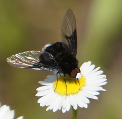 Ogcodocera leucoprocta