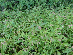 Persicaria lapathifolia