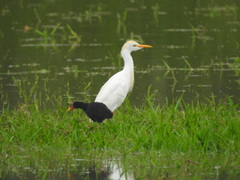 Jacana jacana hypomelaena
