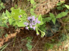 Chromolaena hirsuta