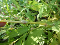 Persicaria lapathifolia