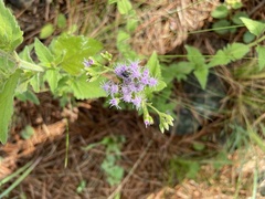 Chromolaena hirsuta