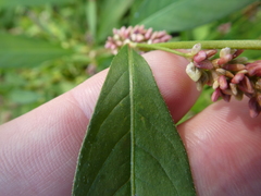 Persicaria lapathifolia