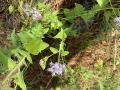 Chromolaena hirsuta