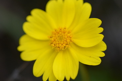 Leptosyne stillmanii