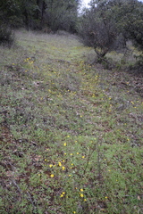 Leptosyne stillmanii