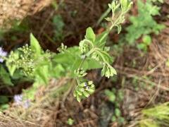 Chromolaena hirsuta