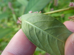 Persicaria lapathifolia
