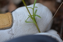 Leptosyne stillmanii