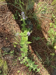 Chromolaena hirsuta