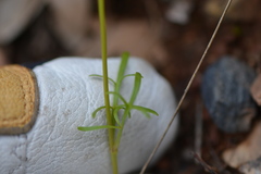 Leptosyne stillmanii