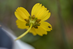 Leptosyne stillmanii