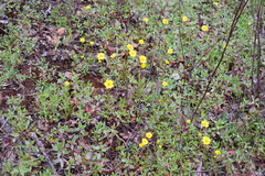 Leptosyne stillmanii