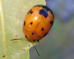 Paropsisterna octomaculata