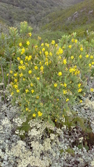 Liparia hirsuta