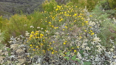 Liparia hirsuta