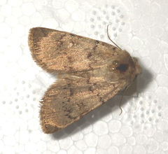 Epipsilia grisescens