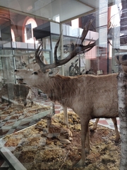 Cervini