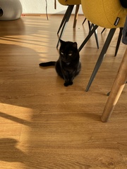 Felis catus