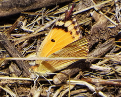 Colotis fausta